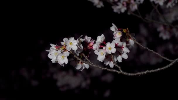 Tokio Japonsko Března 2020 Detailní Záběr Třešňových Květů Poupat Úsvitu — Stock video
