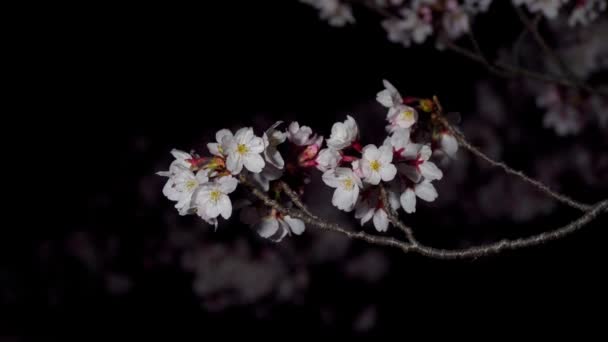 東京2020年3月22日 東京の夜明けに桜と蕾の閉鎖 — ストック動画