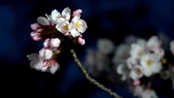 Tokyo Japan March 2020 Closeup Cherry Blossoms Buds Dawn Tokyo — Stock Video