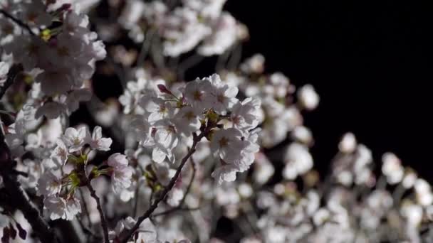 Tokio Japonia Marca 2020 Kwiaty Pąki Wiśni Świcie Tokio — Wideo stockowe