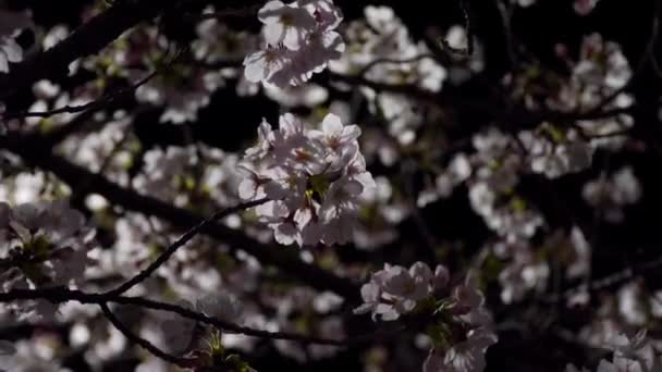 Tokio Japonsko Března 2020 Třešňové Květy Poupata Úsvitu Tokiu — Stock video