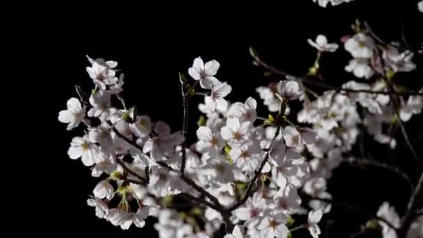 Tokyo Giappone Marzo 2020 Fiori Boccioli Ciliegio All Alba Tokyo — Video Stock