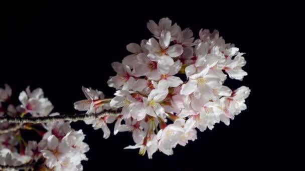 Tokio Japón Marzo 2020 Flores Brotes Cerezo Amanecer Tokio — Vídeo de stock