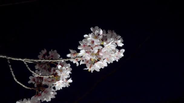 Tokio Japón Marzo 2020 Flores Brotes Cerezo Amanecer Tokio — Vídeos de Stock