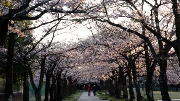 Токио Япония Марта 2020 Ряд Цветущих Вишневых Деревьев Парке Утром — стоковое видео