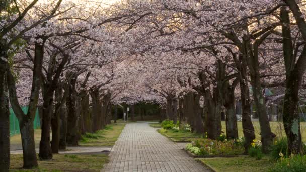 Tokio Japón Marzo 2020 Fila Cerezos Flor Parque Por Mañana — Vídeo de stock