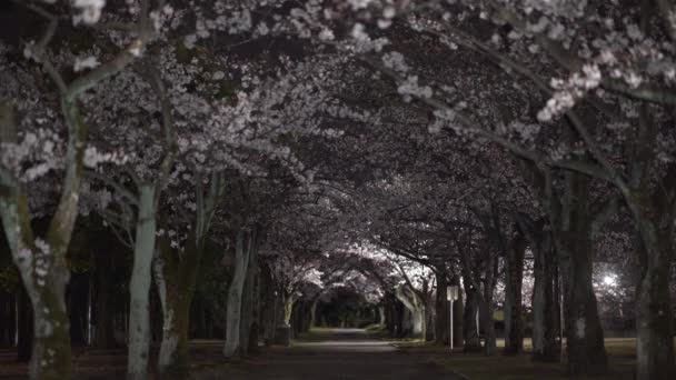 東京都 2020年3月26日 東京の夜明けに公園内の桜並木 — ストック動画