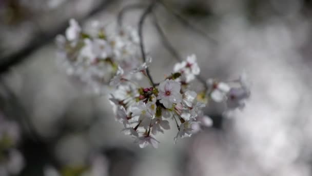 日本东京 2020年3月26日 东京黎明时分的樱花花蕾 — 图库视频影像