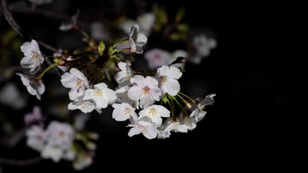 Tokio Japonsko Března 2020 Třešňové Květy Poupata Úsvitu Tokiu — Stock video