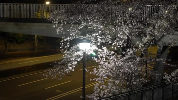 Tokyo Japan Mars 2020 Bilar Passerar Nära Körsbärsträd Gryningen Tokyo — Stockvideo