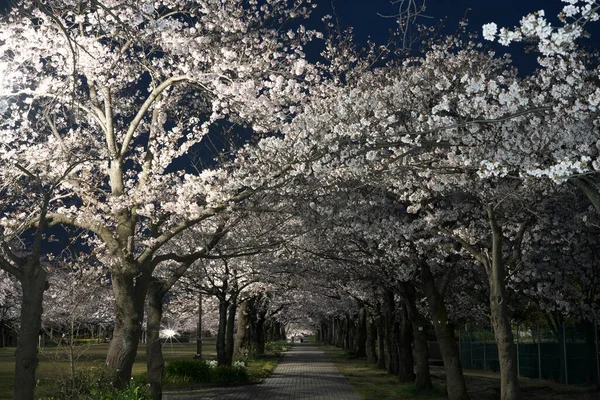Tokyo Japan March 2020 Row Cherry Blossom Trees Park Dawn — Stock Photo, Image