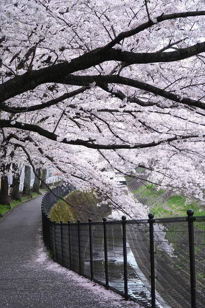 Tokyo Japan Березня 2020 Черрі Цвіт Дерева Вздовж Річки Токіо — стокове фото