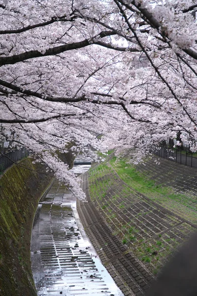Tokio Japón Marzo 2020 Árboles Flores Cerezo Largo Río Tokio — Foto de Stock