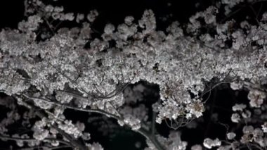 Tokyo, Japonya-28 Mart 2020: Tokyo 'da kiraz çiçekleri tomurcuklanıyor.