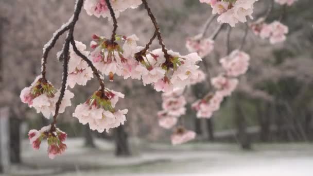 Tokyo Jepang Maret 2020 Penutupan Bunga Cherry Tengah Salju Lebat — Stok Video