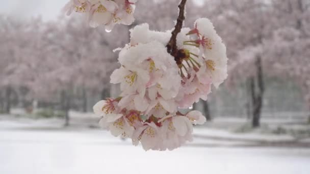 Tokyo Japon Mars 2020 Gros Plan Fleurs Cerisier Dans Neige — Video