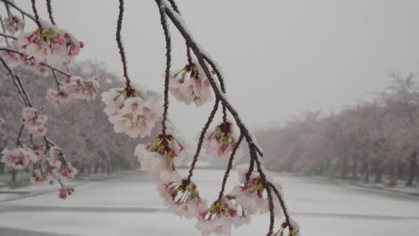 Tokio Japan März 2020 Großaufnahme Von Kirschblüten Bei Starkem Schneefall — Stockvideo