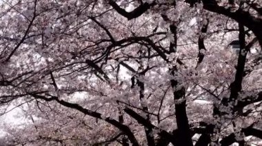 Tokyo, Japonya-3 Nisan 2020: Tokyo 'da kiraz çiçekleri altında yürümek.