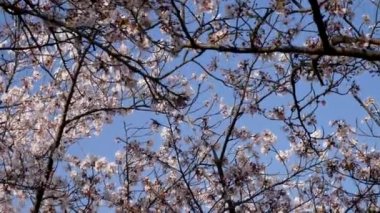 Tokyo, Japonya-3 Nisan 2020: Tokyo 'da kiraz çiçekleri altında yürümek.