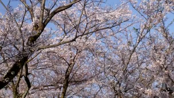 日本东京 2020年4月3日 在东京盛开的樱花下漫步 — 图库视频影像
