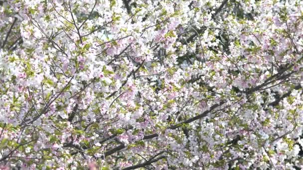 Tokyo Giappone Aprile 2020 Fiore Ciliegio Piena Fioritura Tokyo — Video Stock