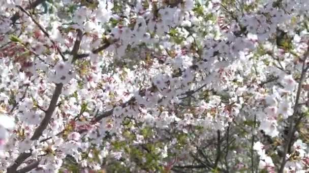 Tokyo Japon Avril 2020 Des Cerisiers Fleurs Tokyo — Video