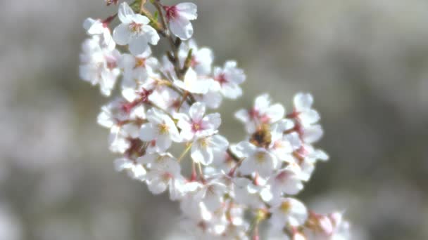 Tokio Japonia Kwiecień 2020 Miękkie Ogniskowanie Kwitnie Wiśnia Pełnym Rozkwicie — Wideo stockowe