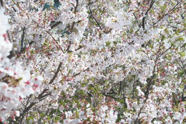 Tokyo, Japonya-4 Nisan 2020: Tokyo 'da ekran kiraz çiçekleri tamamen çiçek açtı.