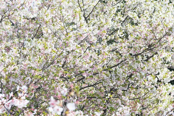 Τόκιο Ιαπωνία Απριλίου 2020 Ανθισμένα Άνθη Κερασιάς Στο Τόκιο — Φωτογραφία Αρχείου
