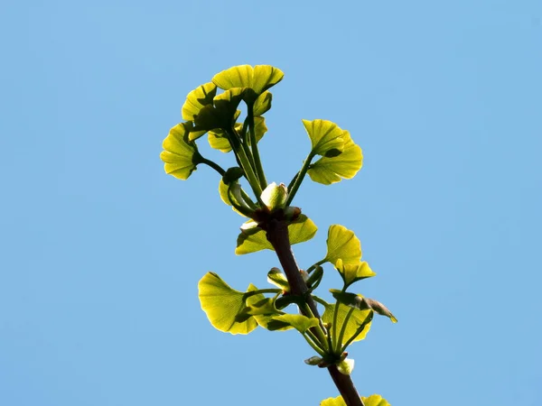 Tokyo Giappone Aprile 2020 Giovane Gingko Parte Sotto Cielo Blu — Foto Stock