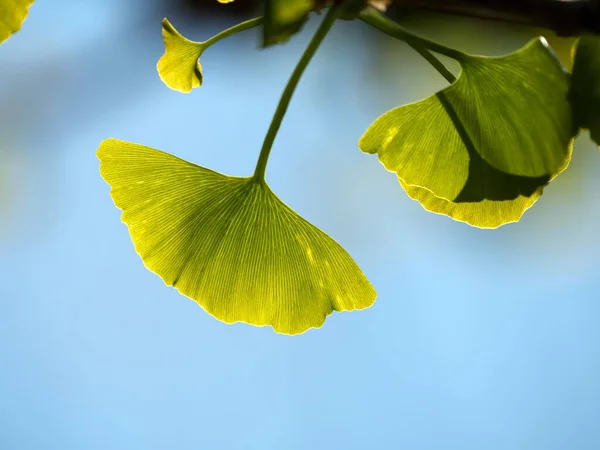 Tokio Japón Abril 2020 Joven Gingko Sale Bajo Cielo Azul — Foto de Stock