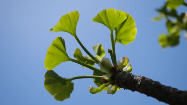 Tóquio Japão Abril 2020 Jovem Gingko Sai Sob Céu Azul — Vídeo de Stock