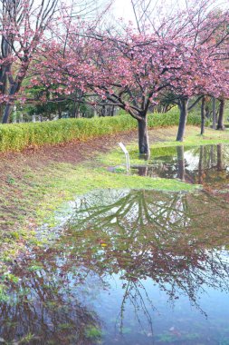 Tokyo, Japonya-14 Nisan 2020: Çifte kiraz çiçekleri Tokyo 'daki bir su havuzuna yansıyor