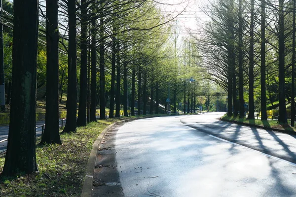 Tóquio Japão Abril 2020 Metasequoia Glyptostroboides Sequoias Longo Uma Rua — Fotografia de Stock