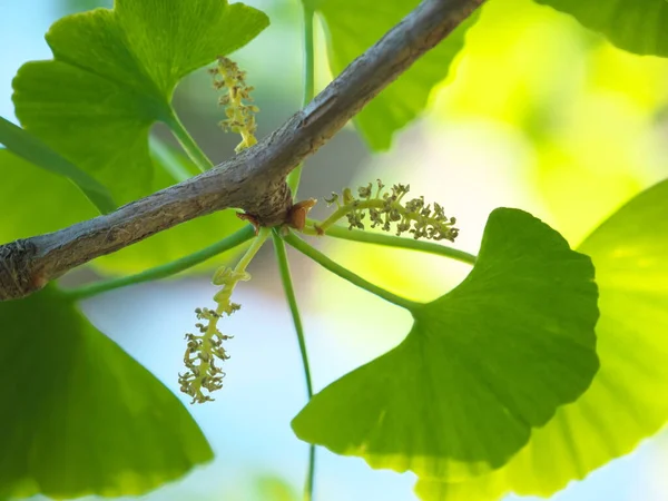 Tokio Japan April 2020 Mannelijke Bloem Staminaat Bloem Van Gingko — Stockfoto