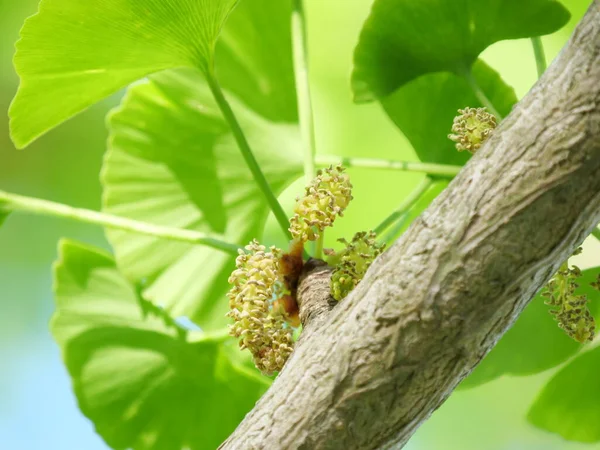 Tokyo Japan April 2020 Man Blomma Eller Staminate Blomma Gingko — Stockfoto