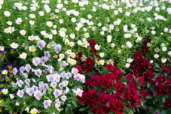 Tokyo Japon Avril 2020 Marguerites Anglaises Fleurs Alto Dans Jardin — Photo
