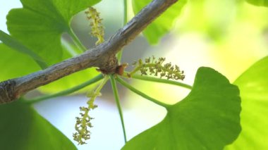 Tokyo, Japonya-19 Nisan 2020: Erkek çiçek veya ilkbaharda mavi gökyüzünün altındaki gingko ağacının Staminate çiçeği