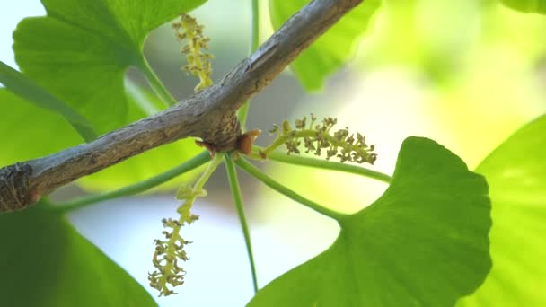 Tóquio Japão Abril 2020 Flor Masculina Flor Estratificada Árvore Gingko — Vídeo de Stock