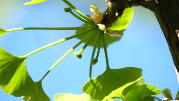 Tokio Japan April 2020 Weibliche Blüte Oder Pistillate Des Gingko — Stockvideo