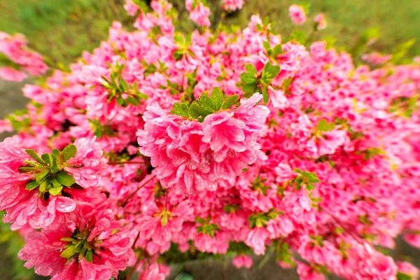 Tokyo,Japan-April 21, 2020: Azalea or Rhododendron in full bloom in spring
