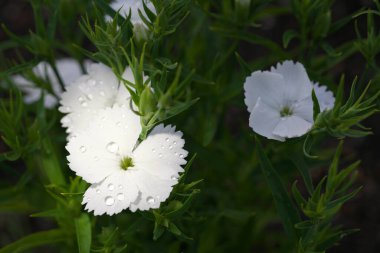Tokyo, Japonya-23 Nisan 2020: Tokyo, Japonya 'da çiçek tarhında beyaz dianthus çiçekleri