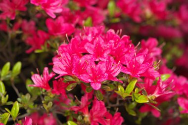 Tokyo, Japonya-23 Nisan 2020: Azalea veya Rhododendron ilkbaharda tam çiçekleniyor