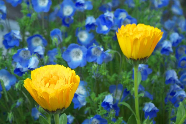 Tóquio Japão Abril 2020 Flores Calêndula Inglesas Olhos Azuis Bebê — Fotografia de Stock