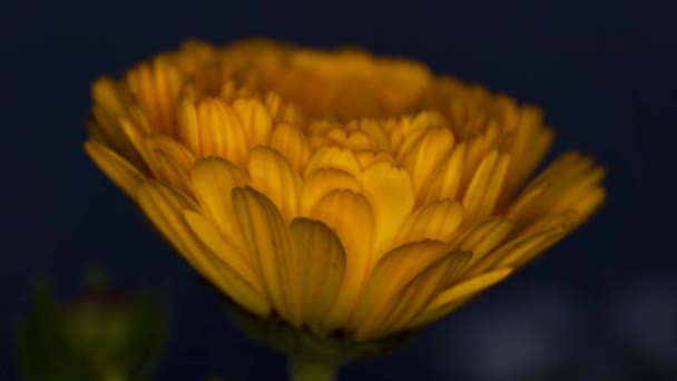 Tokio Japonia Kwietnia 2020 Izolacja Marigold Nocy — Wideo stockowe