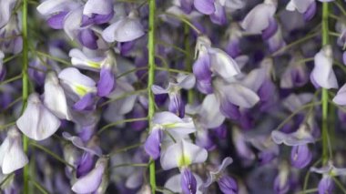 Tokyo, Japonya-25 Nisan 2020: Tokyo 'da Wisteria çiçeğinin kapatılması