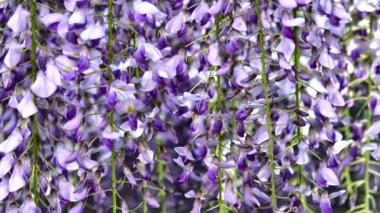 Tokyo, Japonya-25 Nisan 2020: Tokyo 'da Wisteria çiçeğinin kapatılması
