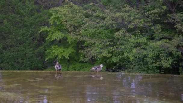 日本东京 2020年4月25日 黎明时分 一对鸭子在东京池塘中的社交距离 — 图库视频影像