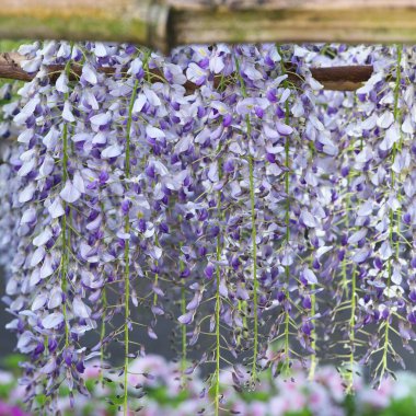 Tokyo, Japonya-25 Nisan 2020: Tokyo 'da Wisteria çiçeğinin kapatılması