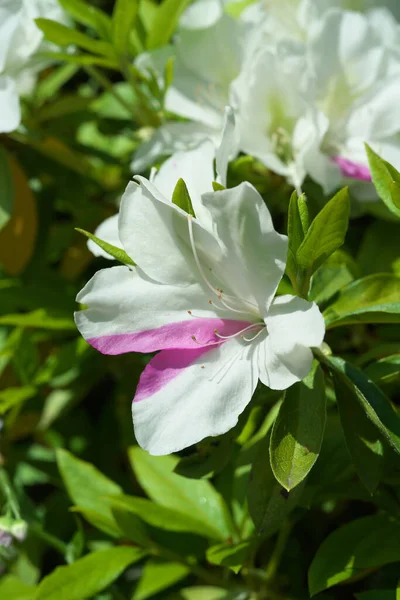 Tokyo,Japan-April 24, 2020: White Azalea or Rhododendron flower with pink chimera in spring